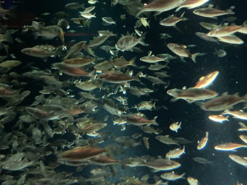 fish at the aquatarium
