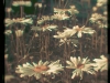 Daisies
