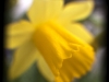 Daffy